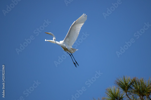 White heron in flight from a tree