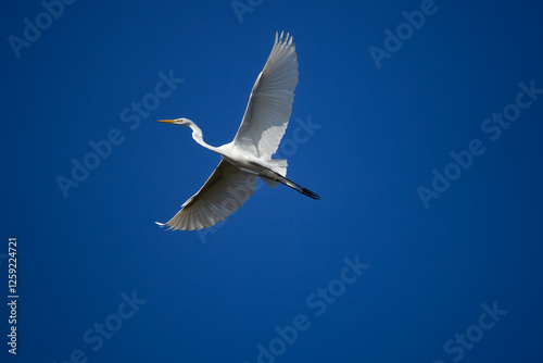 White heron in flight on a sunny day
