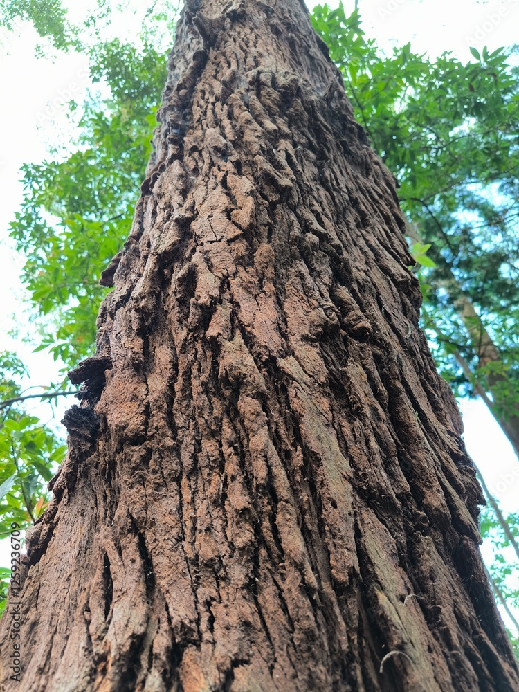 The unique bark texture of tropical trees in Indonesia The unique bark texture of tropical trees in Indonesia