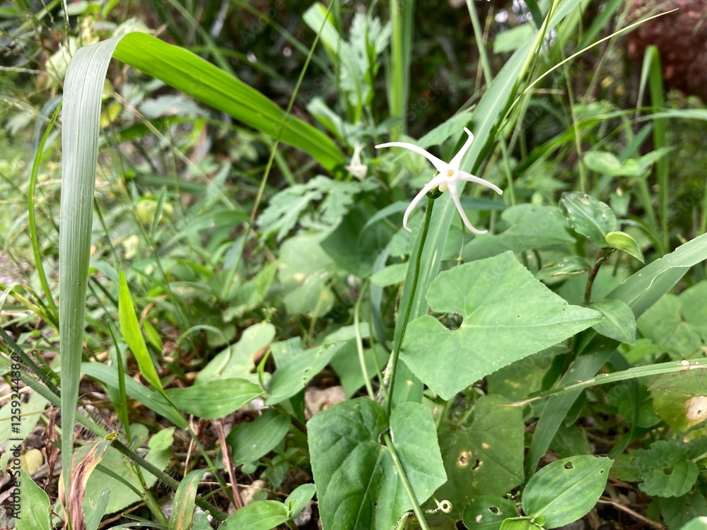 Rytidostylis gracilis , or piggy bank , is a plant of the Rytidostylis genus and the Cucurbitaceae family. It is a climbing herbaceous plant, up to 1.5 m long. Rytidostylis gracilis , or piggy bank , is a plant of the Rytidostylis genus and the Cucurbitaceae family. It is a climbing herbaceous plant, up to 1.5 m long.