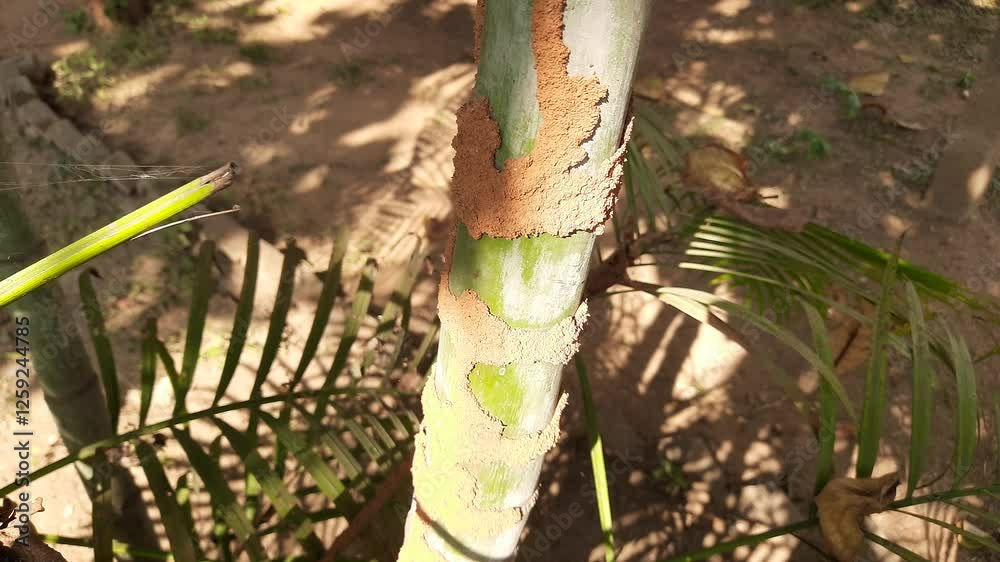Termite nest in the trunk of Areca palm. These termites will slowly eat ...