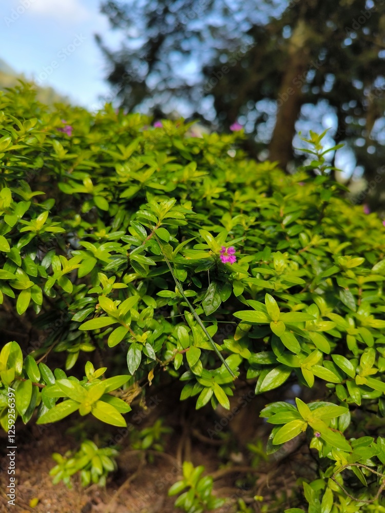 Obraz premium Cuphea Hyssopifolia or known by the Indonesian name Taiwan beauty, is an ornamental plant that is much sought after, it's beautiful and the price is cheap
