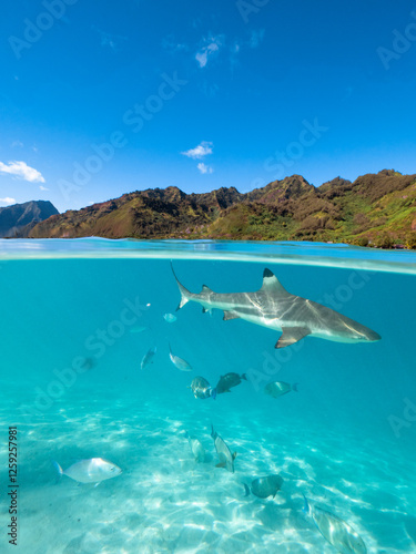 Photos Lagoon in Moorea with reef sharks and stingrays