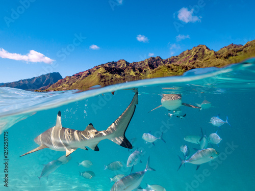 Fotografija Lagoon in Moorea with reef sharks and stingrays