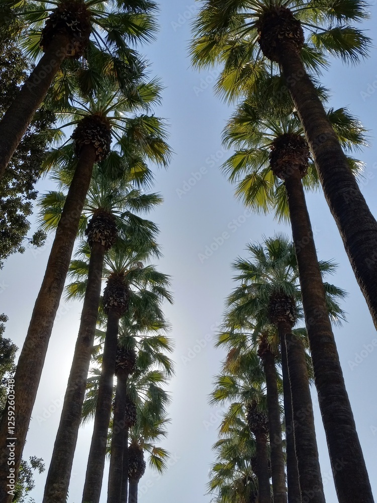 palm trees against the sky