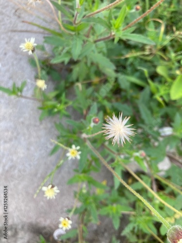 Tridax procumbens, commonly known as coatbuttons[2] or tridax daisy, is a species of flowering plant in the family Asteraceae. photo