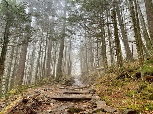 Fototapeta Naklejka Na Ścianę i Meble -  path in the misty forest
