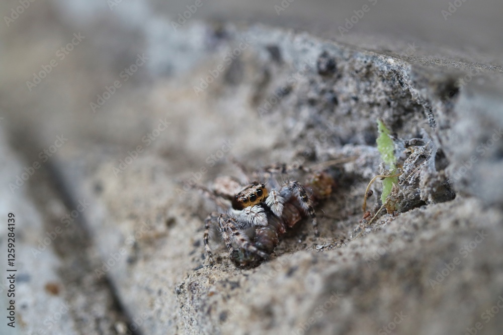 Jumping Spiders on Wall Surfaces Prey on Insect Larvae Jumping Spiders on Wall Surfaces Prey on Insect Larvae