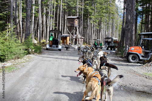 Obraz na płótnie Mushing Dogs Huskies Summer Camp Skagway Alaska