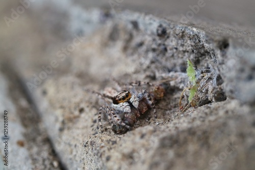 Jumping Spiders on Wall Surfaces Prey on Insect Larvae