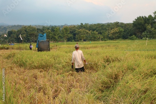 Farmers working in rice field area during harvest season in rural landscape