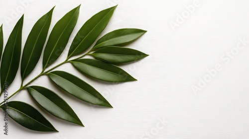 Fresh Green Leaves on White Background for Nature Design
