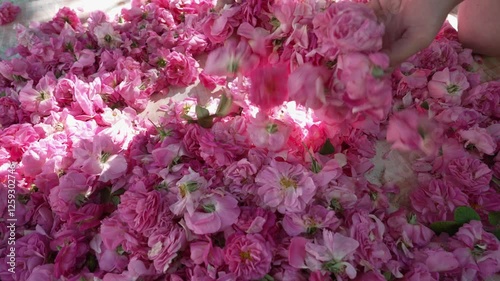 The girl's hands scatter fresh rose petals. Attar of rose. Rose essential oil is extracted through steam distillation