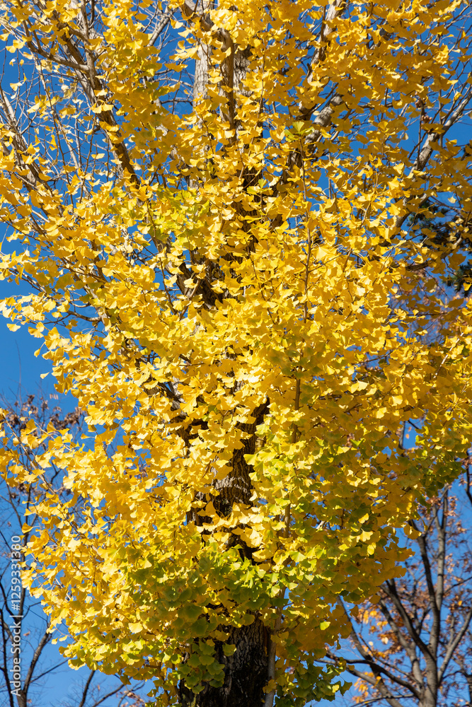 Old ginkgo tree and colored ginkgo leaves Old ginkgo tree and colored ginkgo leaves