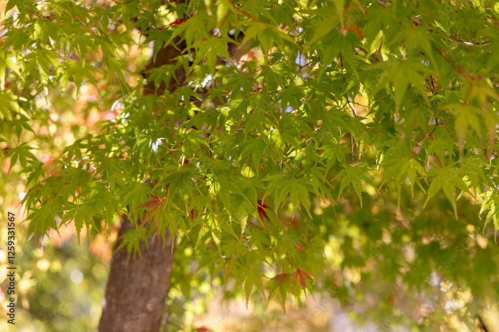 green leaves on a branch green leaves on a branch