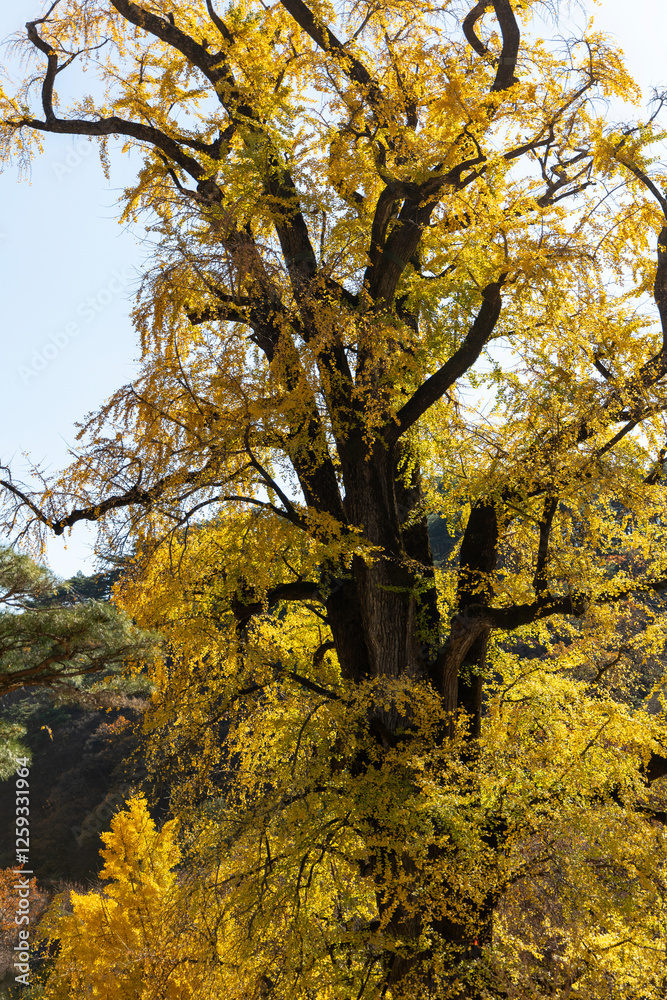 Obraz premium Old ginkgo tree and colored ginkgo leaves
