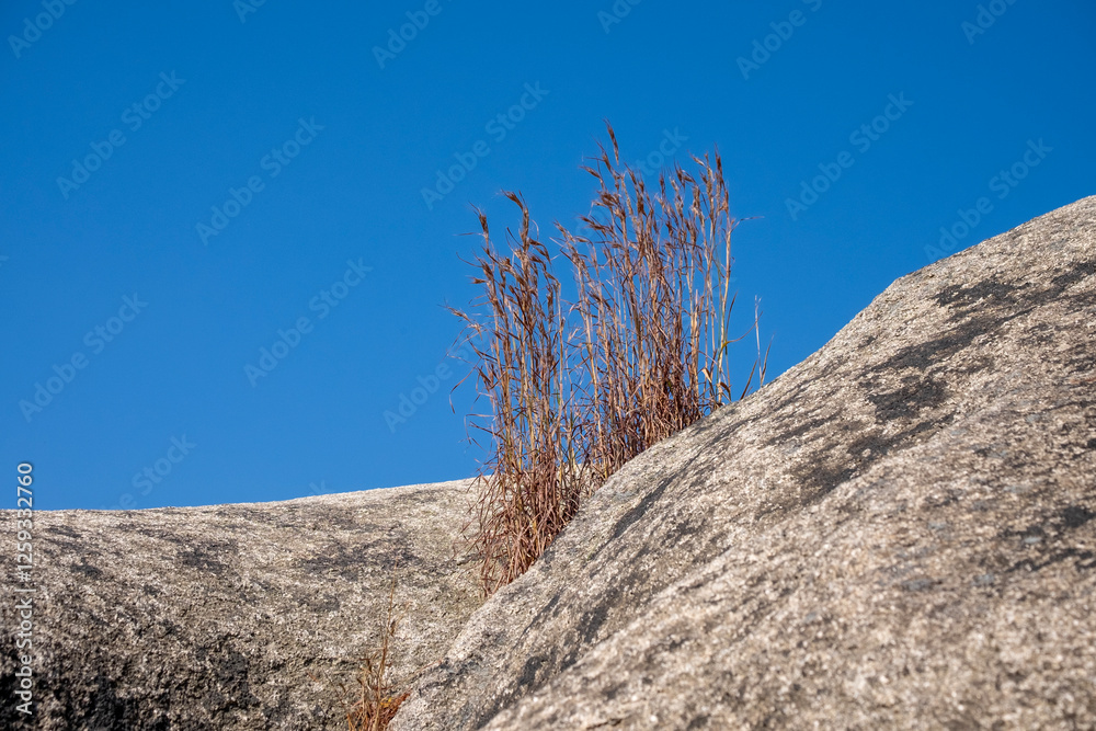 Weeds and blue sky between rocks Weeds and blue sky between rocks