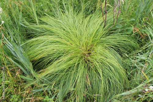 Prairie dropseed at Bunker Hill Woods in Chicago, Illinois