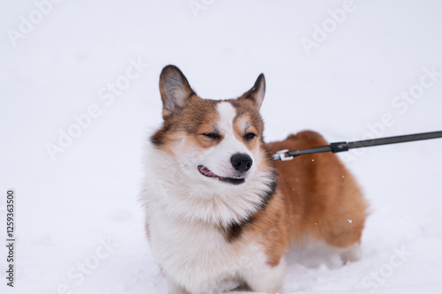 Pembroke Welsh Corgi dog walking in the snow on a frosty winter day. Happy dog. Cheerful fussy dogs. Cynology, training photo