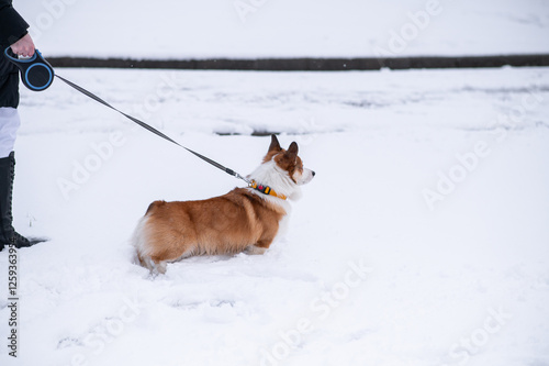 Pembroke Welsh Corgi walking in the snow in the park on a frosty winter day. Looking away. Happy dog. Cheerful, fussy dogs. Cynology, training photo