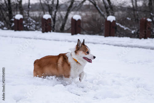 Pembroke Welsh Corgi walking in the snow in the park on a frosty winter day. Looking away. Happy dog. Cheerful, fussy dogs. Cynology, training