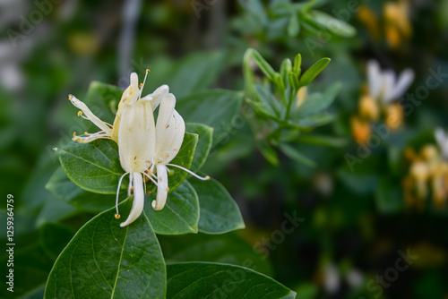 flor de madreselva, Lonicera japonica photo