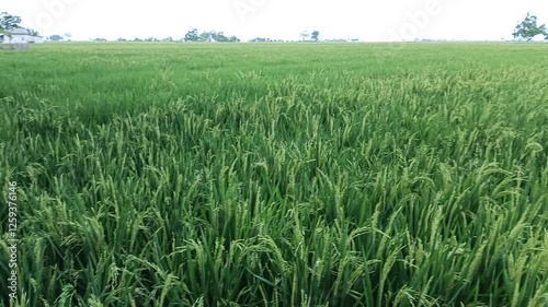 A vast expanse of lush green rice fields stretches across the landscape, swaying gently in the breeze under the soft sunlight.