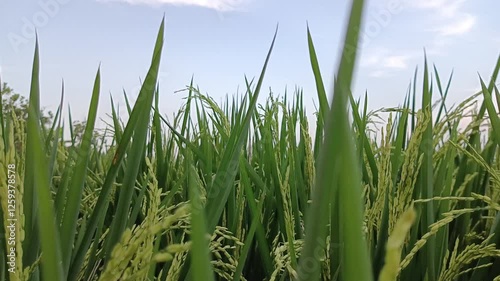 view of expansive green rice fields