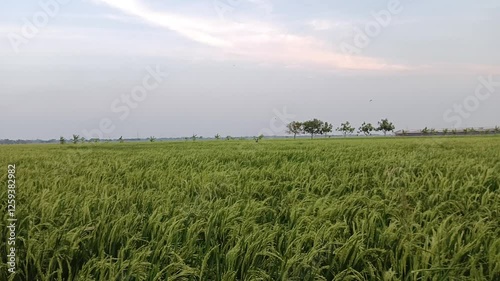 view of expansive green rice fields