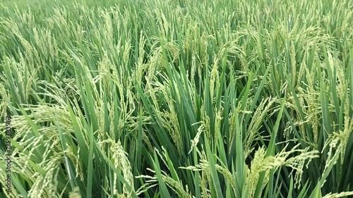 Fields of rice that are still green