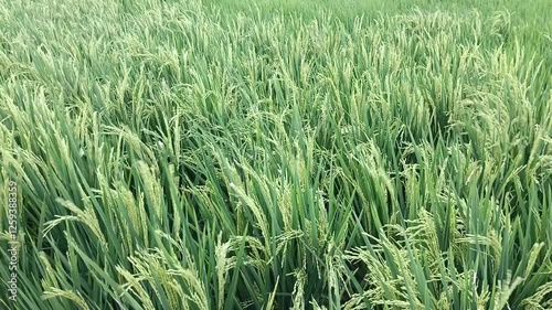 Fields of rice that are still green