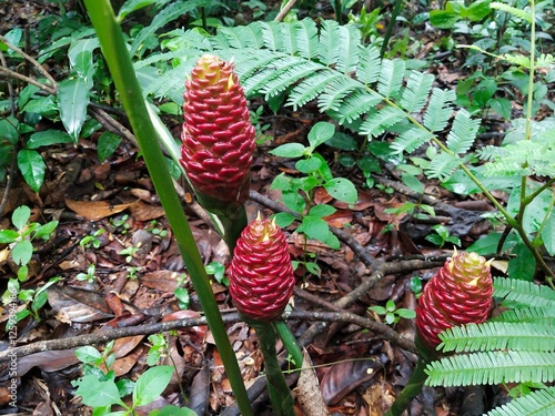 Aromatic Roots: Discovering Bitter Ginger In The Forest