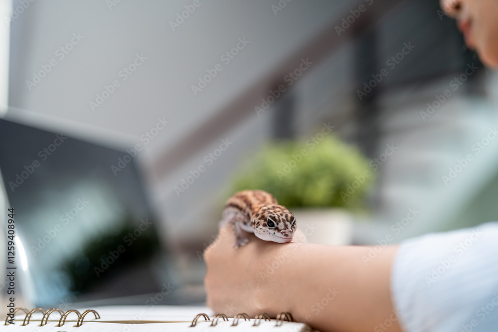 Close up of female freelancer working from home with leopard gecko. Close up of female freelancer working from home with leopard gecko.