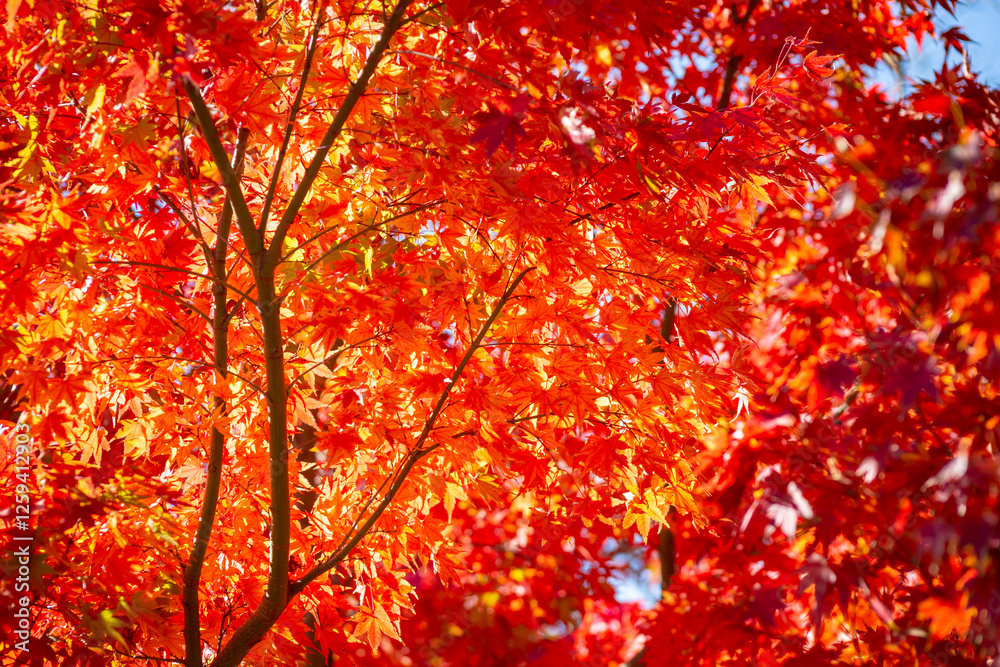 紅葉