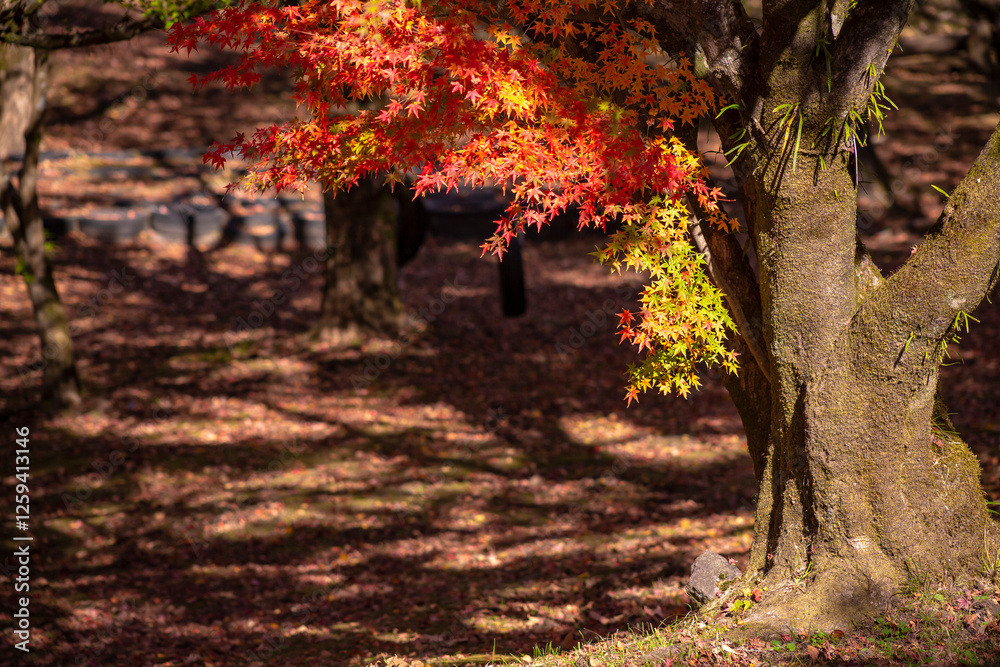 紅葉