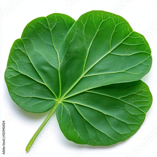 Close Up Vibrant Green Heart Shaped Leaf On White Background