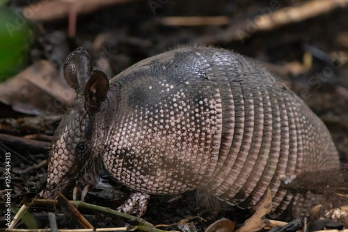 Nine banded armadillo