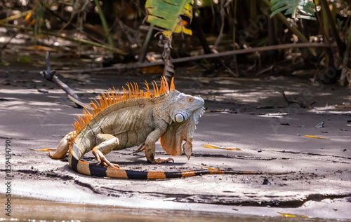 Green iguana