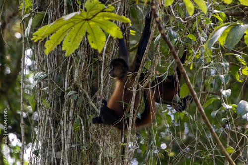 Spider monkey photo