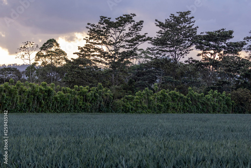Pineapple plantation in Costa Rica