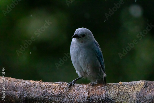 bird on a branch