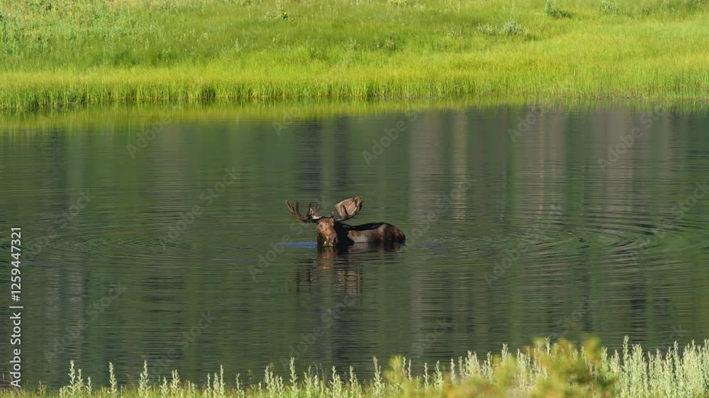 Bull Moose at Sheep Lakes - An adult male wild moose feeding in shallow water of Sheep Lakes on a sunny Summer morning, Rocky Mountain National Park, Colorado, USA. Bull Moose at Sheep Lakes - An adult male wild moose feeding in shallow water of Sheep Lakes on a sunny Summer morning, Rocky Mountain National Park, Colorado, USA.