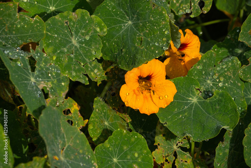 Nasturtiums in the garden at an ecolodge just outside of Cotopaxi National Park, outside of Machachi, Ecuador photo