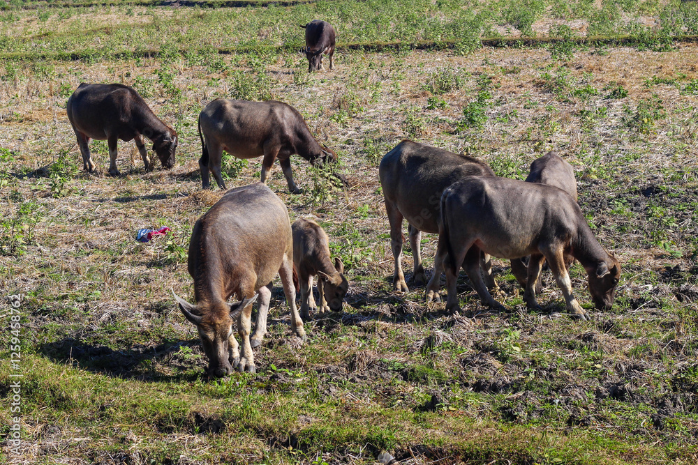 Herd of animals grazing in a field