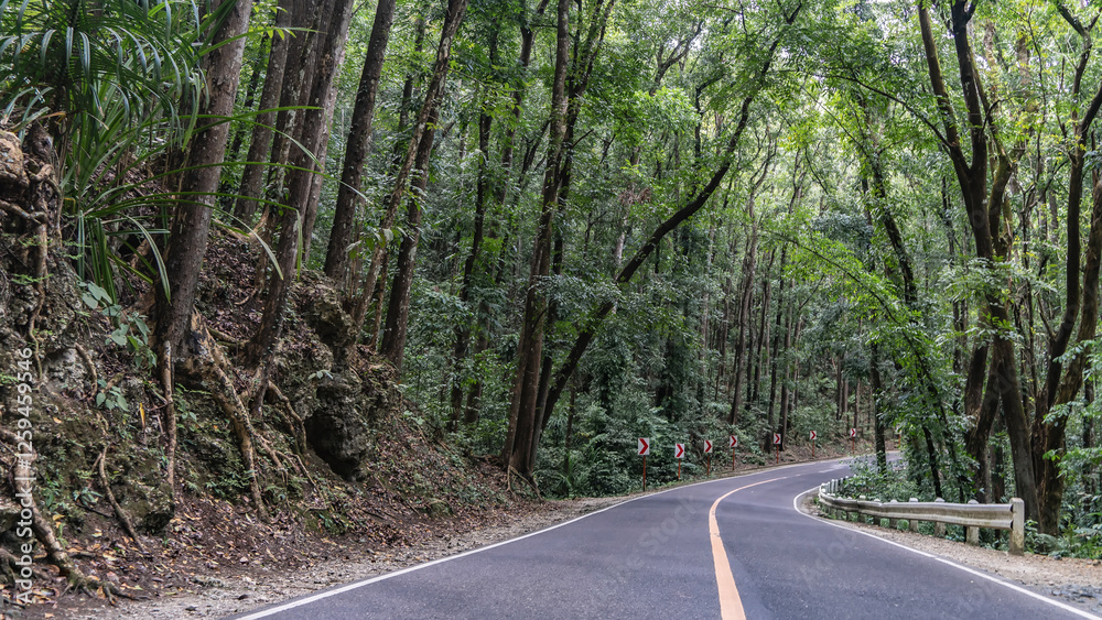 Obraz premium Highway in the rainforest. The dividing line on the asphalt is in the middle. The road turns. There are barriers and warning signs on the roadsides. Thickets of trees with exposed roots on a hill.
