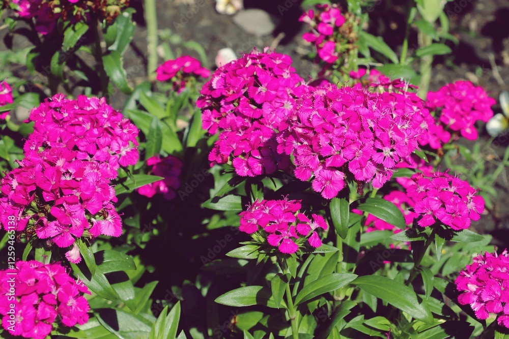Fototapeta premium Pink Sweet William flowers (Dianthus barbatus) in a garden