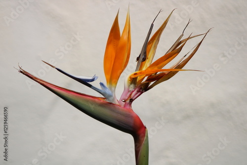 bird of paradise with light background