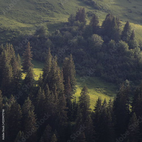 Bright green mountain meadow and pine forest. photo