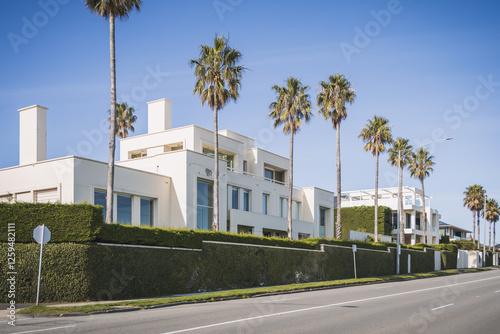palm trees in the street