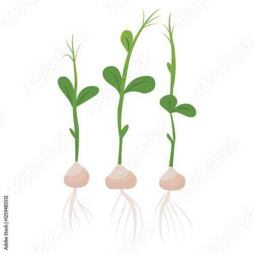 Pea shoots. Seedlings for the garden. Farm plantings. Home microgreens. Growing vegetables and garden plants. Vector illustration isolated on a transparent background.